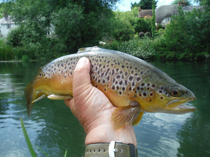Avon trout
